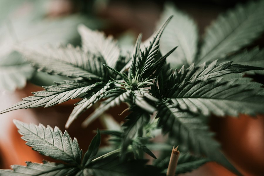 vape pod